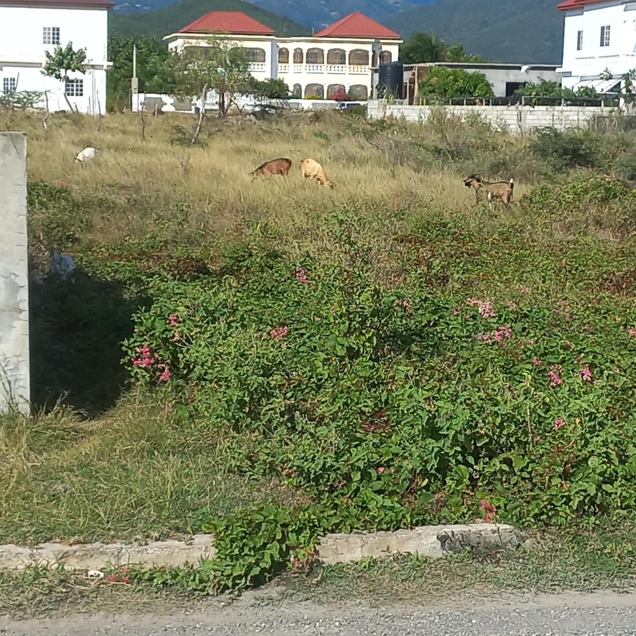 Residential Lot For Sale SOUTHHAVEN ST. THOMAS, Yallahs 80,000 Keez