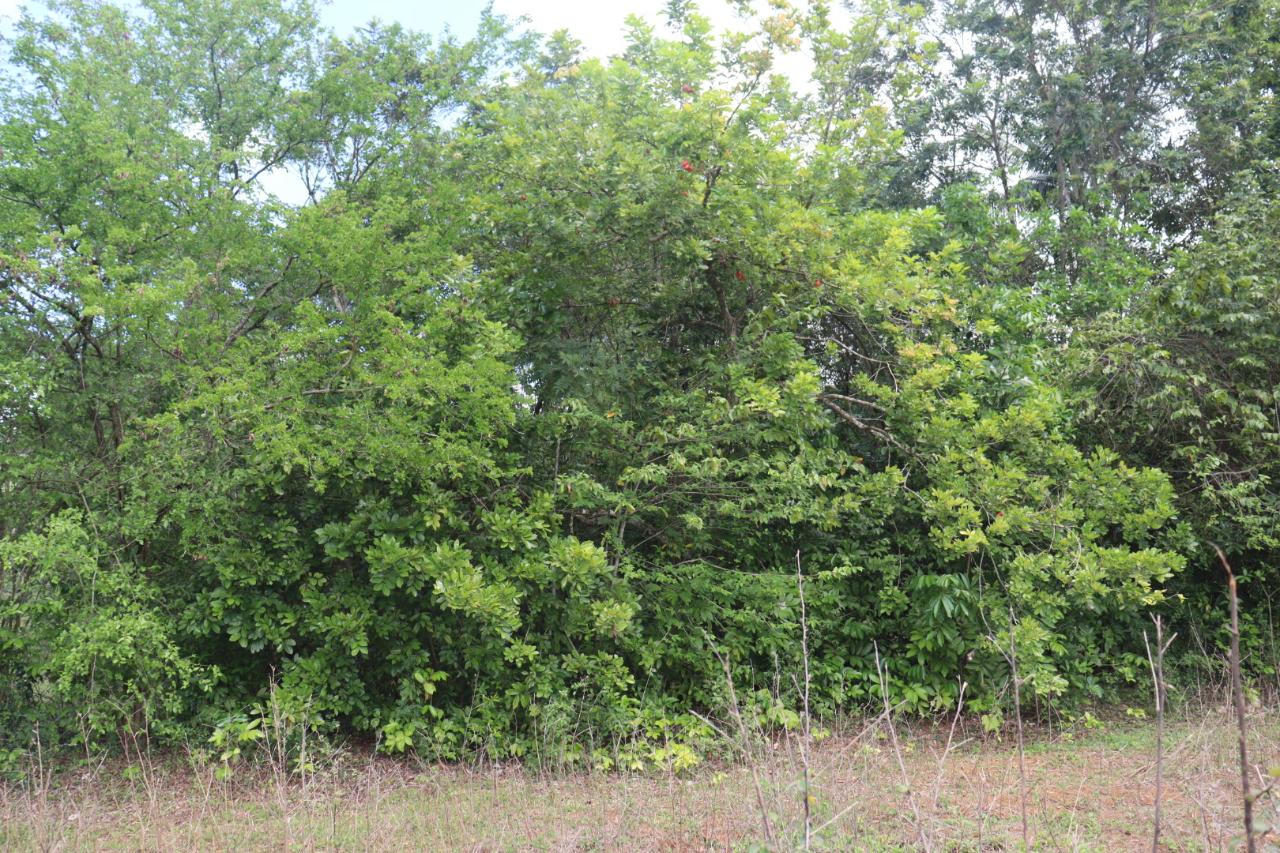 Residential Lot For Sale SANTA CRUZ MAIN RD, Santa Cruz 6,000,000 Keez