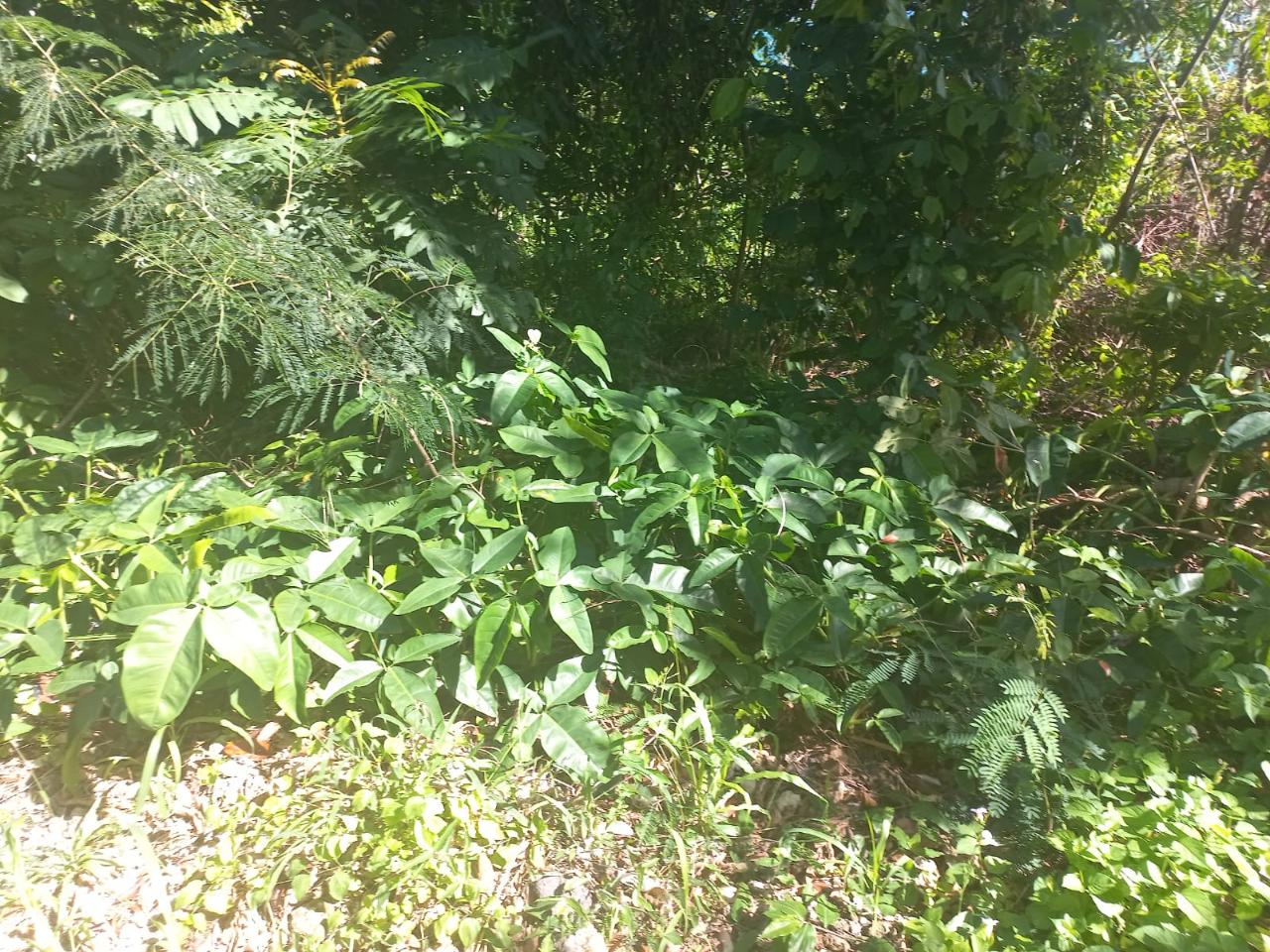 Residential Lot For Sale SHREWSBURY HOUSING SCHEME, Petersfield