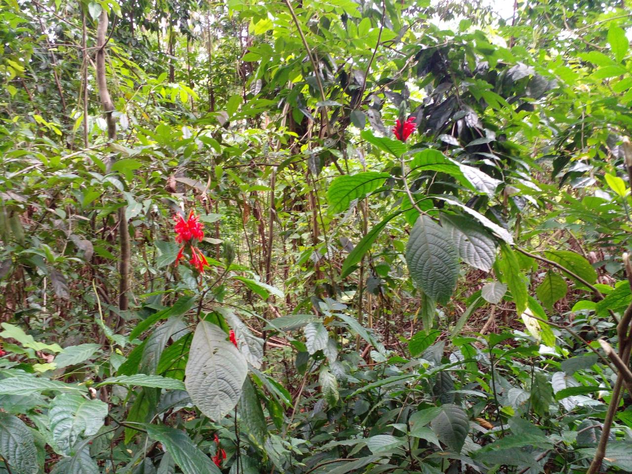 Development Land (Residential) For Sale SUSSEX ESTATE ROAD, St. Ann's Bay 39,500 Keez