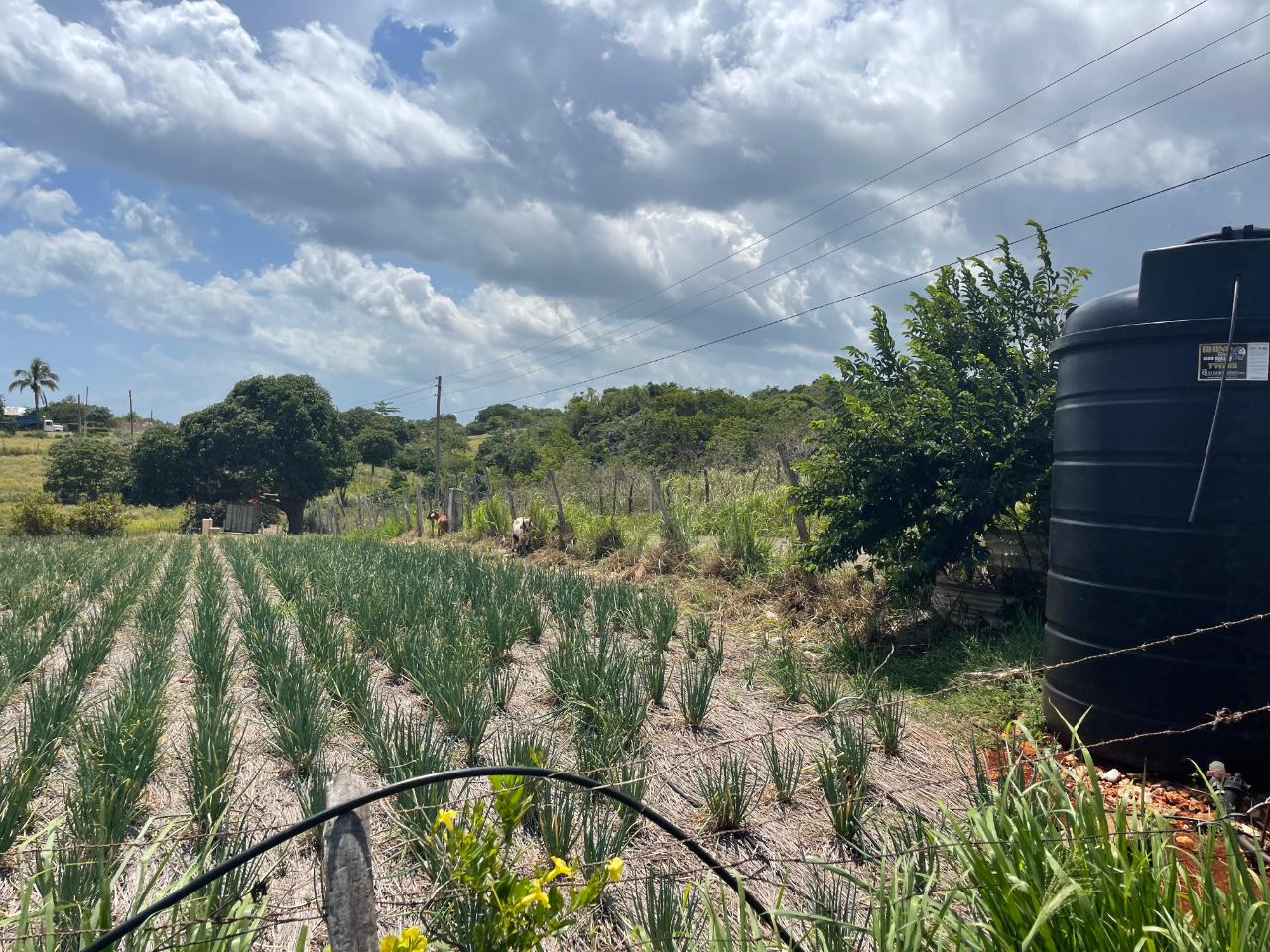 Development Land (Residential) For Sale SOUTHFIELD, ST. ELIZABETH