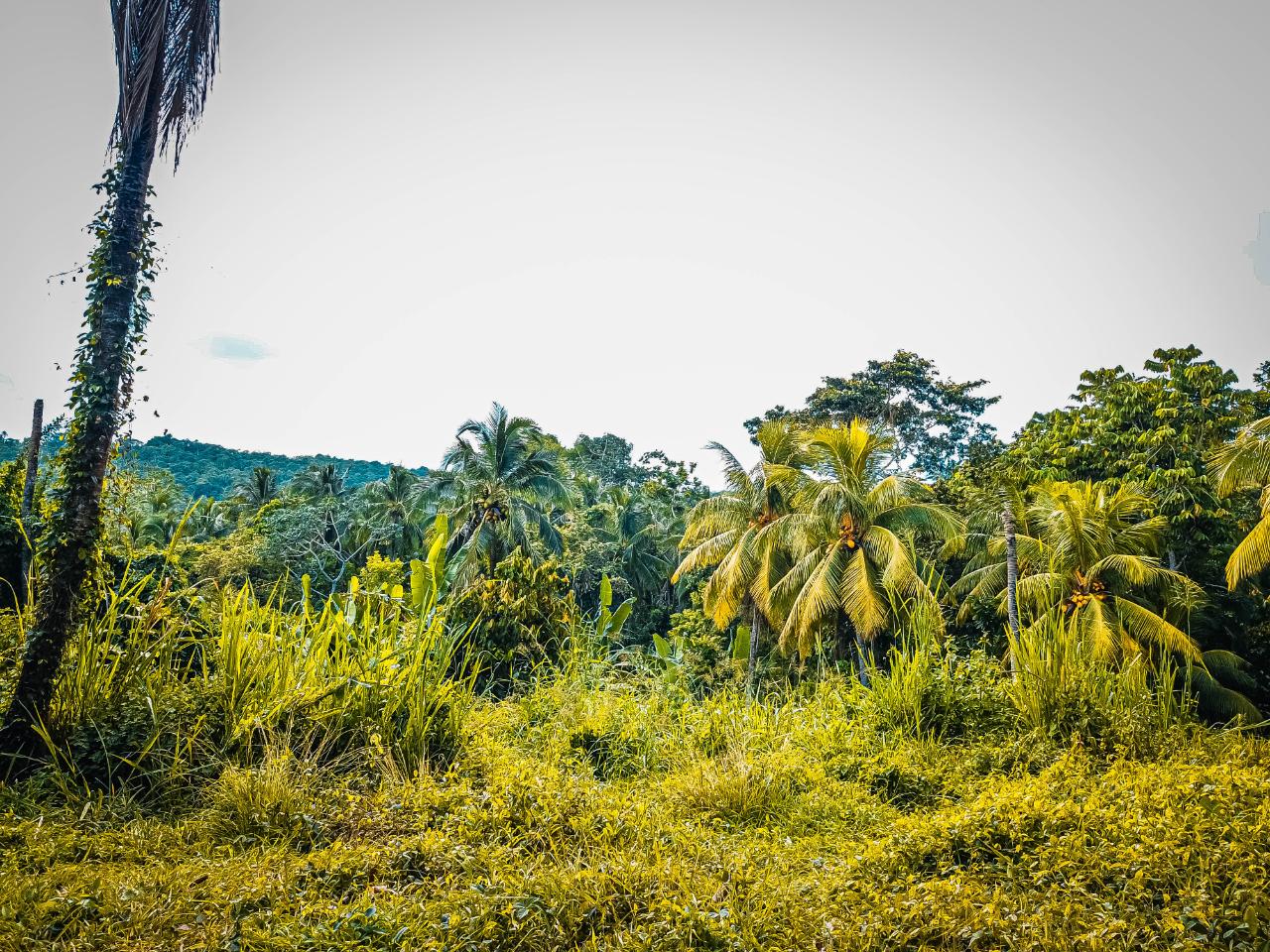 Development Land (Residential) For Sale EGYPT PEN, ST MARY, Belfield