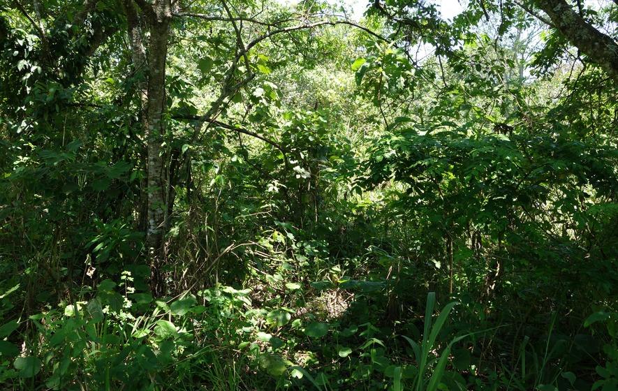 Development Land (Residential) For Sale CAPE CLEAR PEN, HIGHGATE, Highgate 7,500,000 Keez