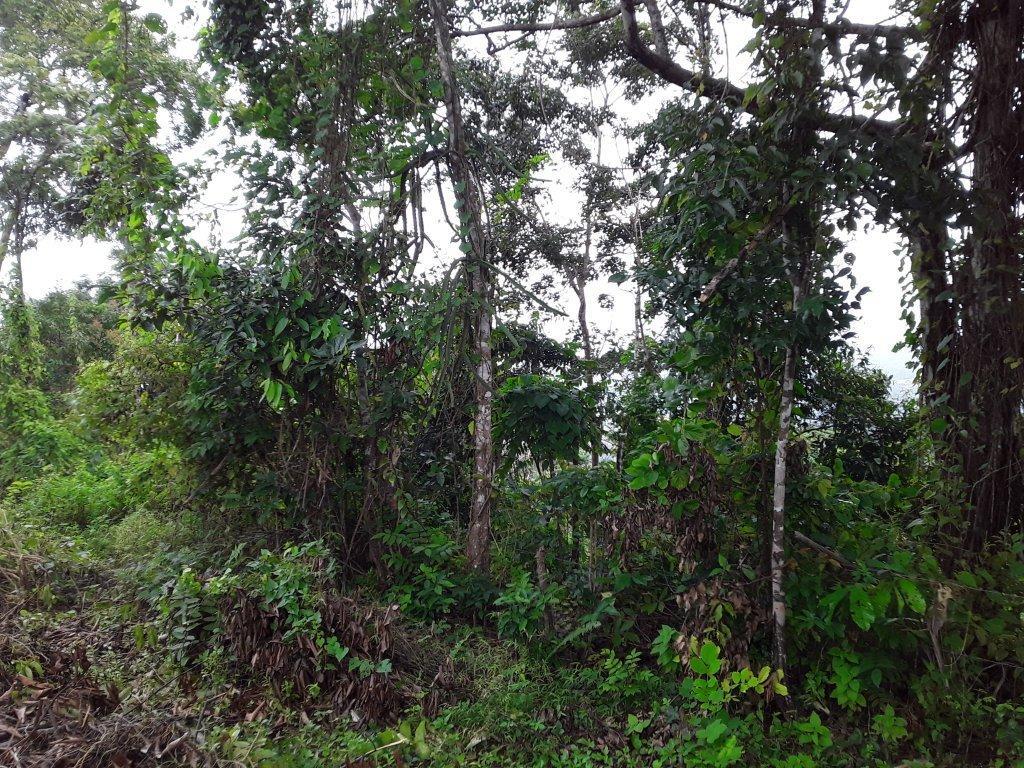 Development Land (Residential) For Sale NEW HOPE, Ocho Rios