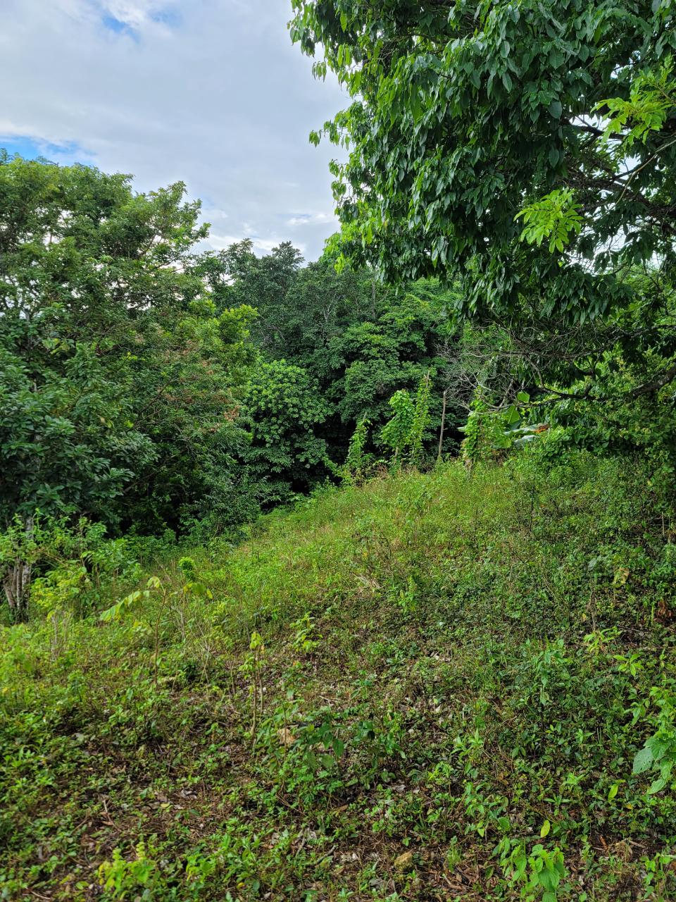 Development Land (Residential) For Sale CONTENT PEN, LIME HALL, Lime