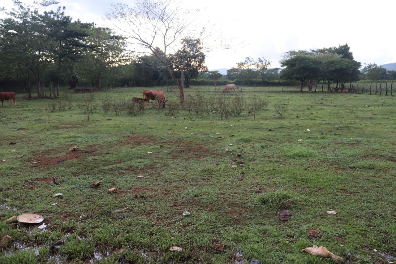 Offices / Commercial Bldg For Sale ELIM, Braes River 55,000,000