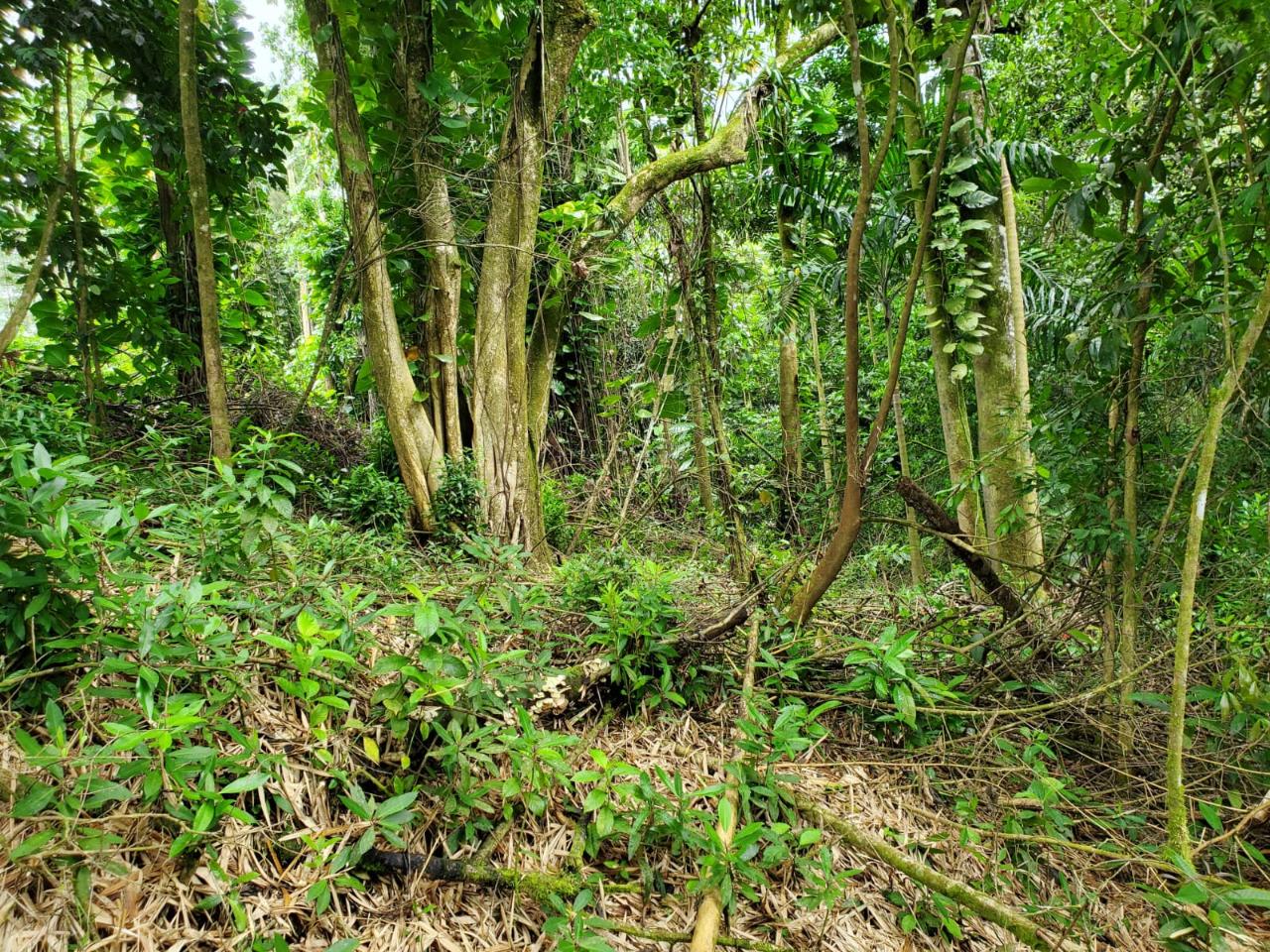 Residential Lot For Sale ELYSIUM, HOPE BAY, Hope Bay 35,000,000 Keez