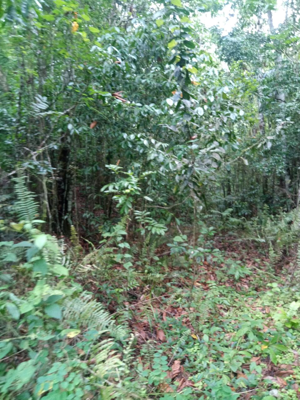 Development Land (Residential) For Sale KEITH HALL, Spanish Town