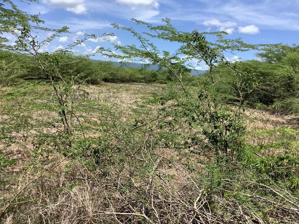 Development Land (Residential) For Sale MILK RIVER, CLARENDON, Milk