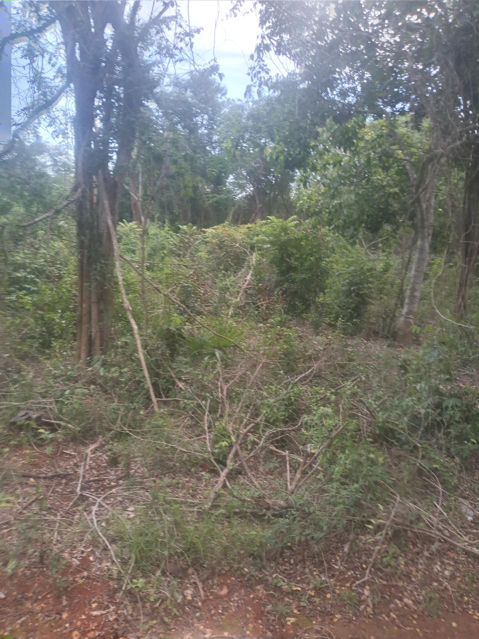 Development Land (Residential) For Sale BEECHER FARRARAS GUANABOA, Old