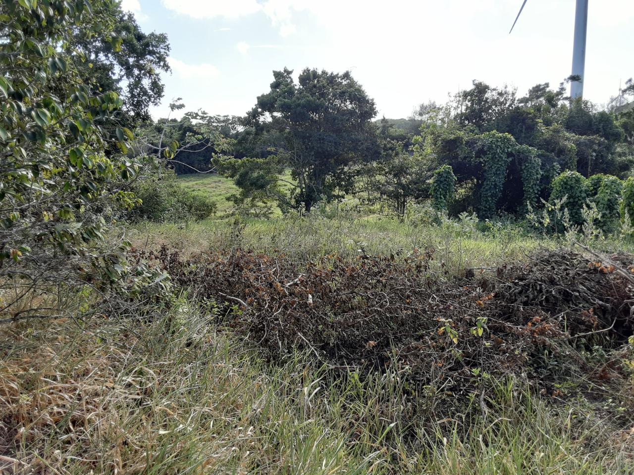Residential Lot For Sale ROSE HILL, Mandeville 3,000,000 Keez