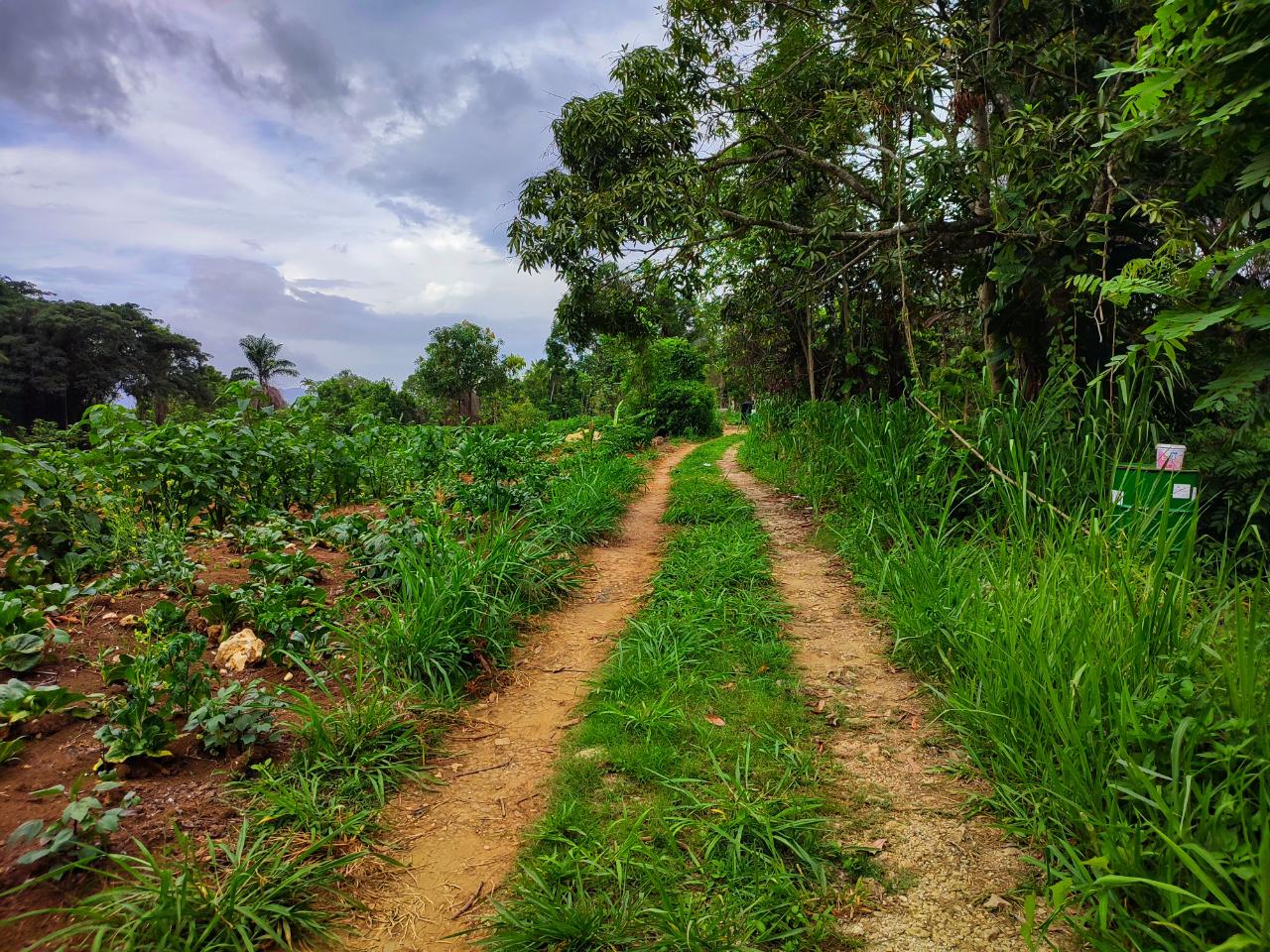 Development Land (Residential) For Sale CHARLTON DRIVE, EWARTON