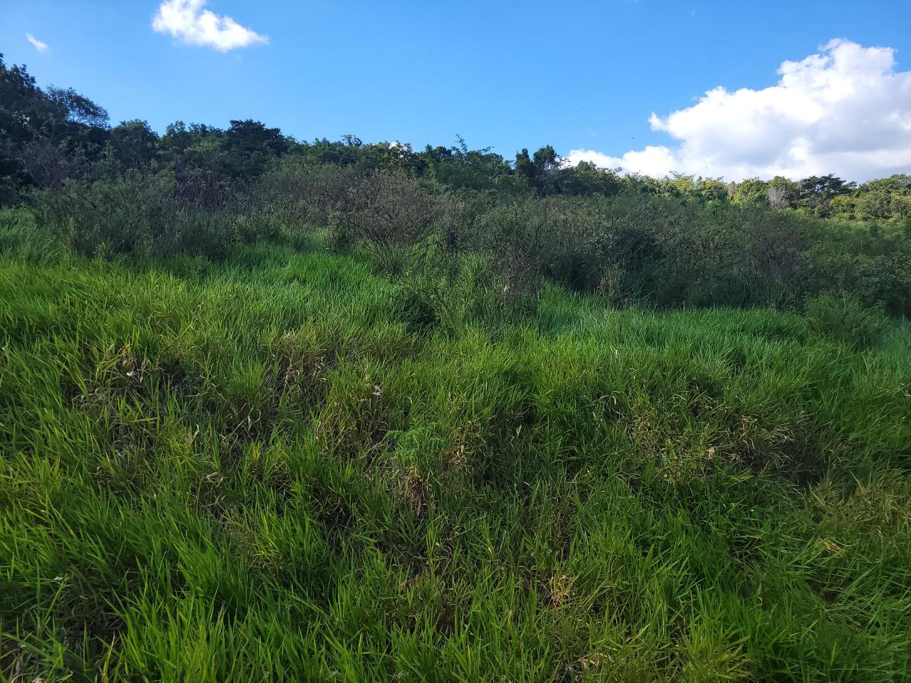 Development Land (Residential) For Sale ANGEL LANDS, BOGUE, ST. P, St