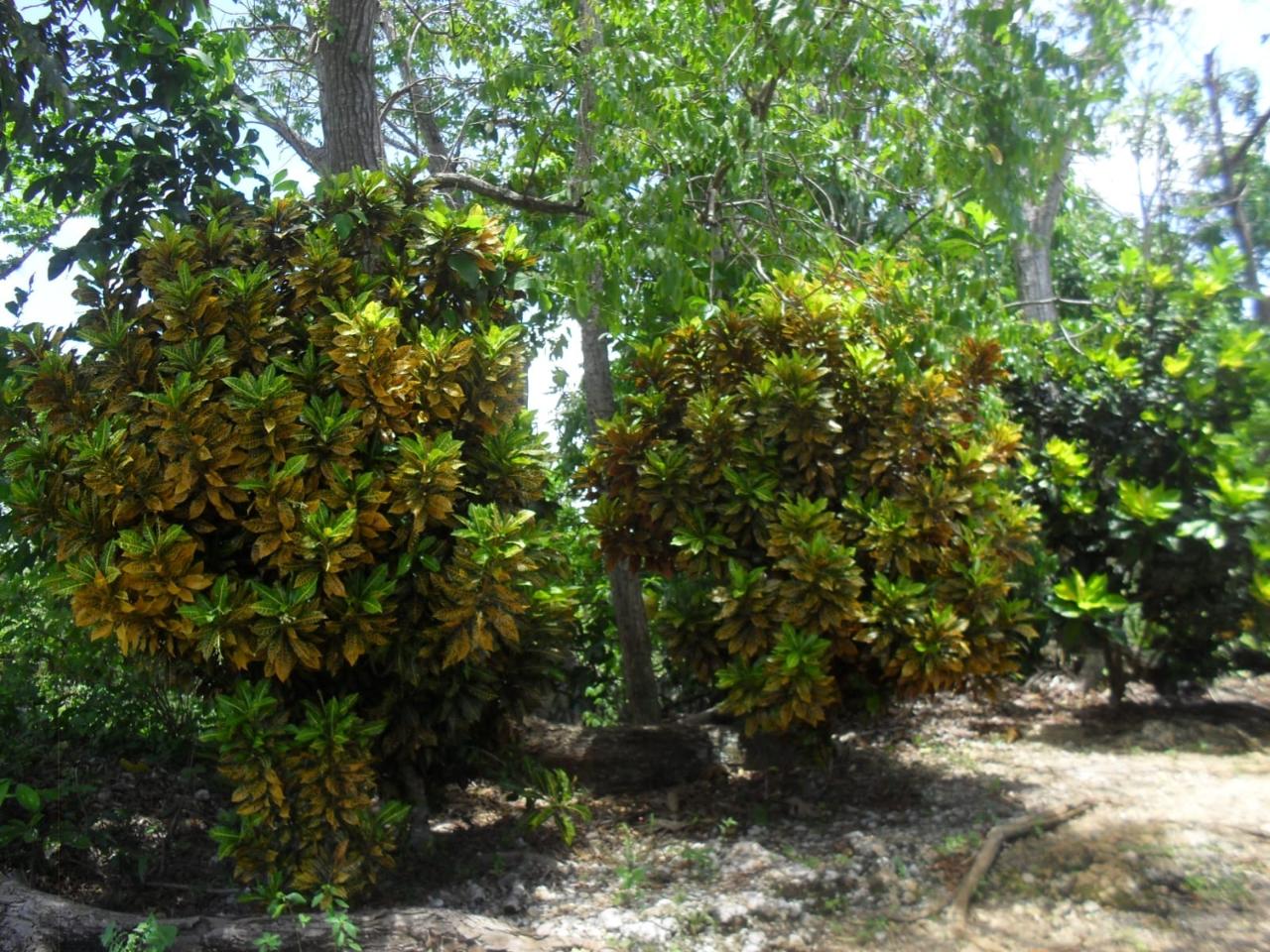 Residential Lot For Sale PROSPER, ST ELIZABETH, 2259 70,000 Keez