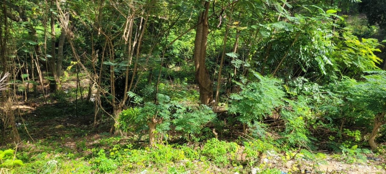 Residential Lot For Sale NEW GREEN, MANDEVILLE, Mandeville