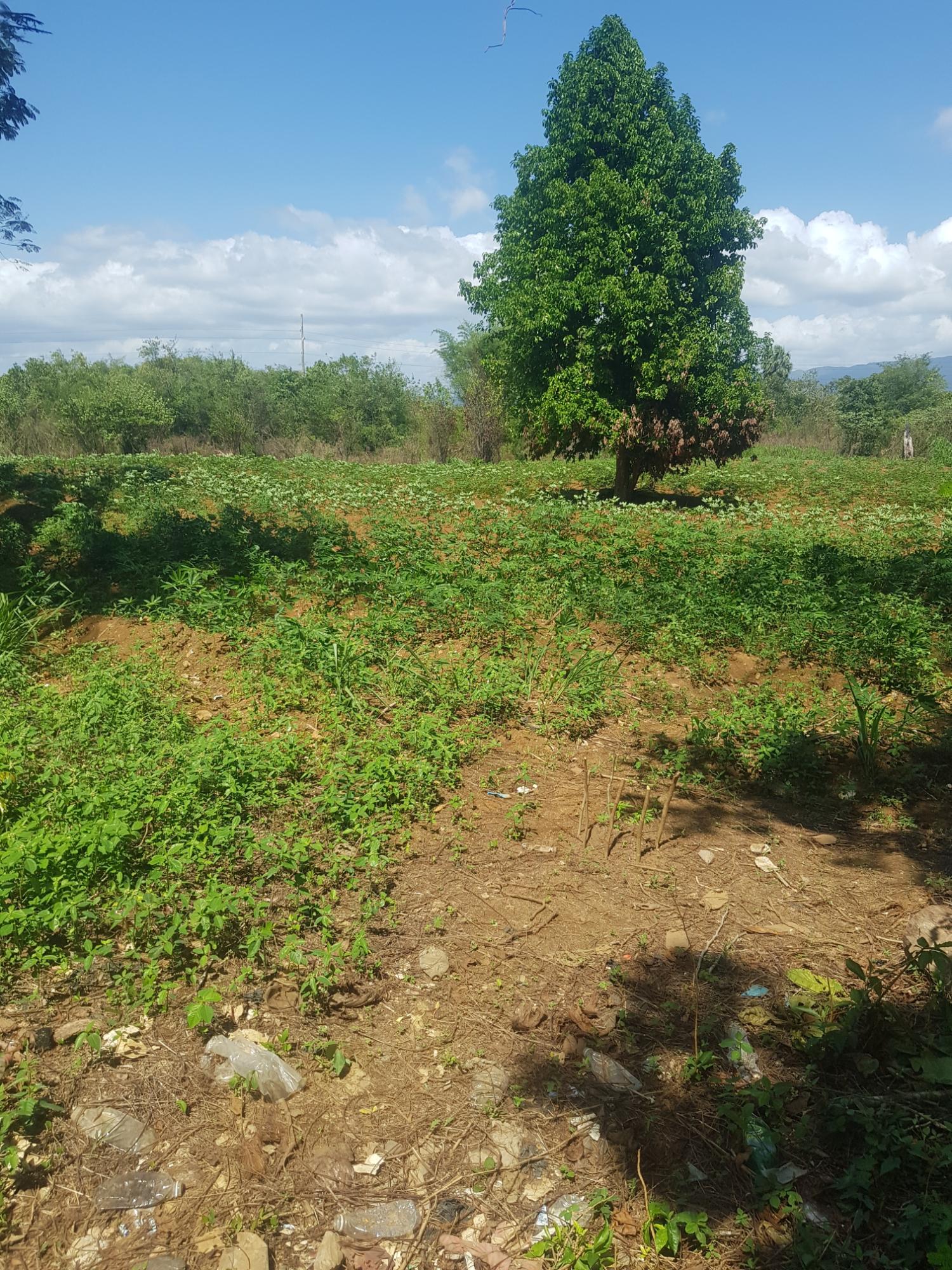 Development Land (Residential) For Sale LACOVIA ST ELIZABETH, Lacovia