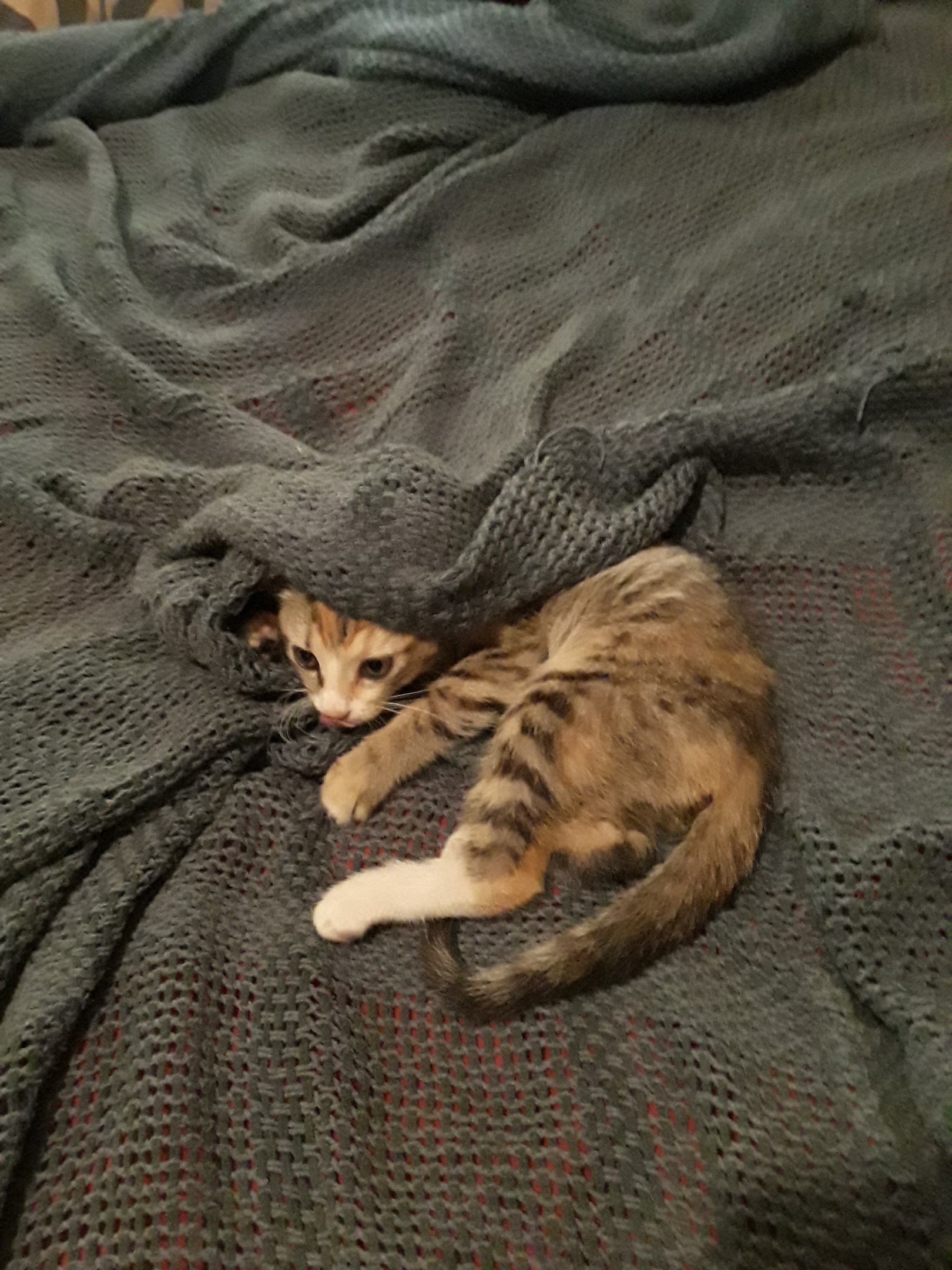 update re baby kitty "Henrietta" Collectors Weekly