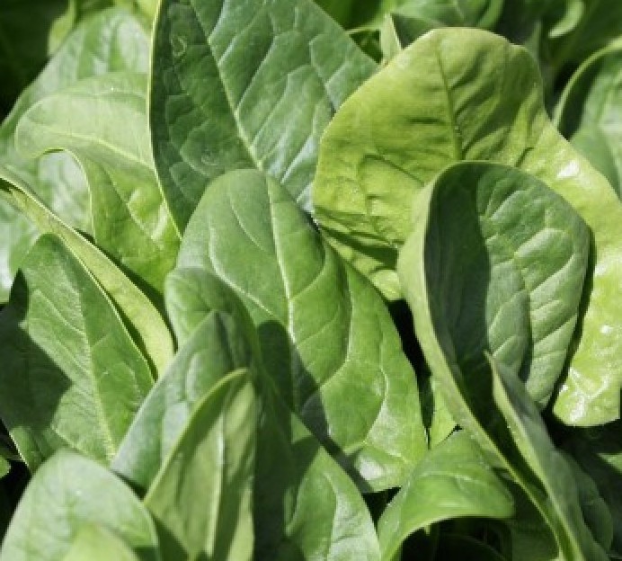 VertiGrow Produce Online Ordering Poultry, Seasonal Fruit, Herbs