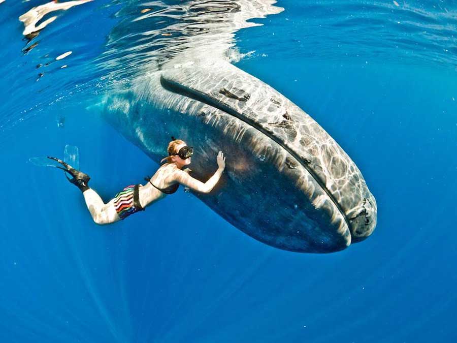 Scientists Unveil the Blue Whale Feeding Technique