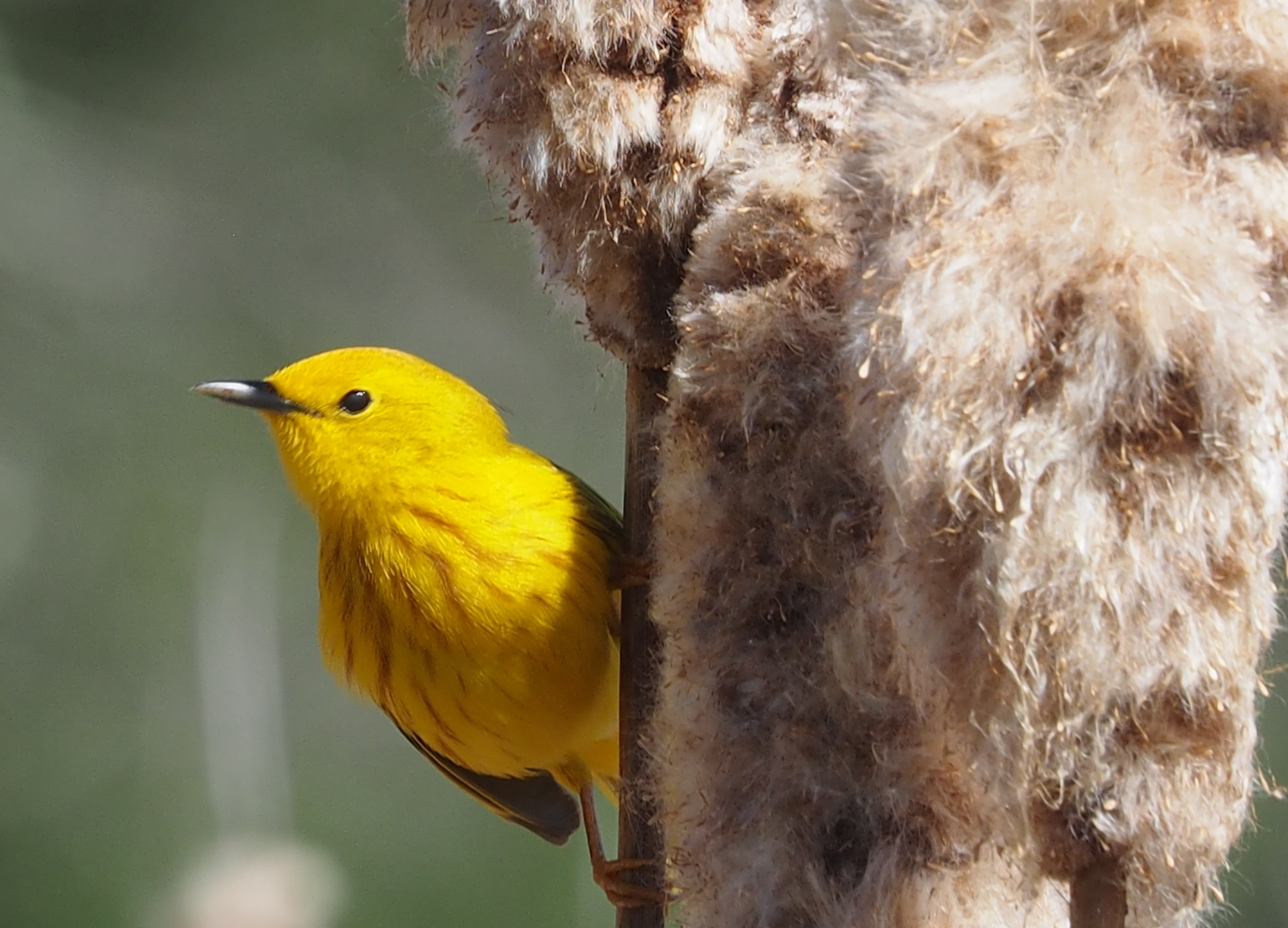 Can Migratory Birds Survive Rapid Climate Change? The Answer May Be In Their Genes Northwest