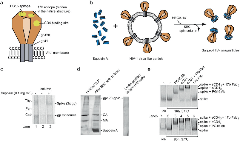 [PDF] A novel lipoprotein nanoparticle system for membrane proteins