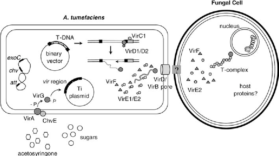[PDF] Agrobacteriummediated transformation as a tool for functional