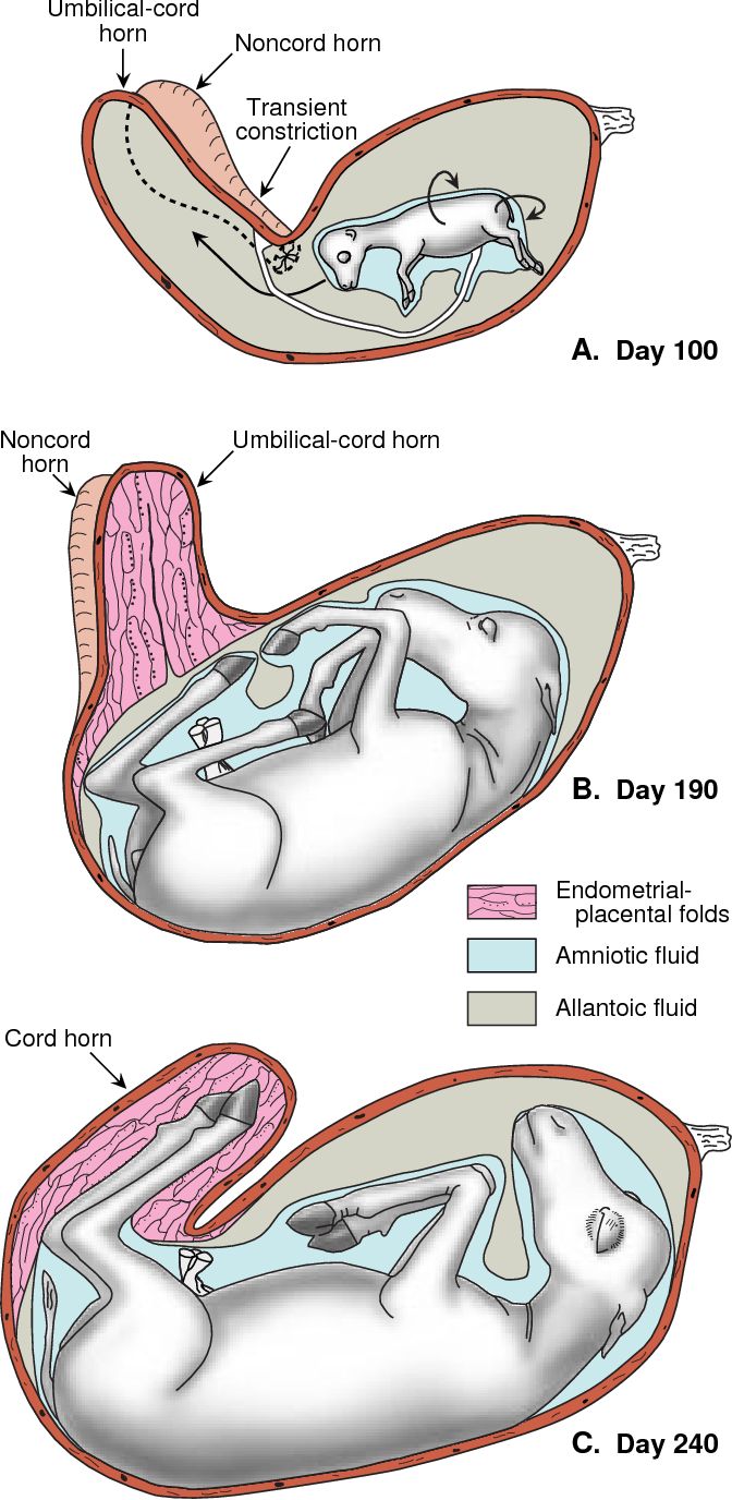 Figure 16 from Equine Pregnancy Physical Interactions Between the