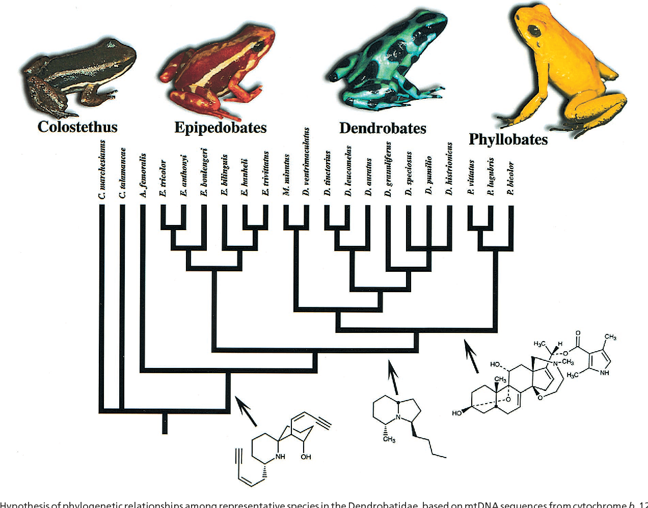 Frog Classification Family at Andrea Rumfelt blog