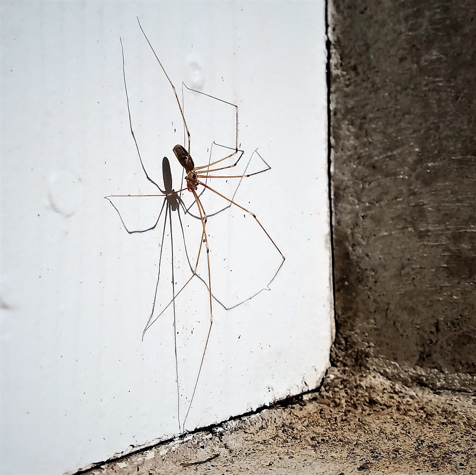 Longbodied Cellar Spider RonaldBerry Blipfoto
