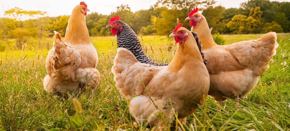 24 Crazy Chicken Facts You Don't Know FactRetriever