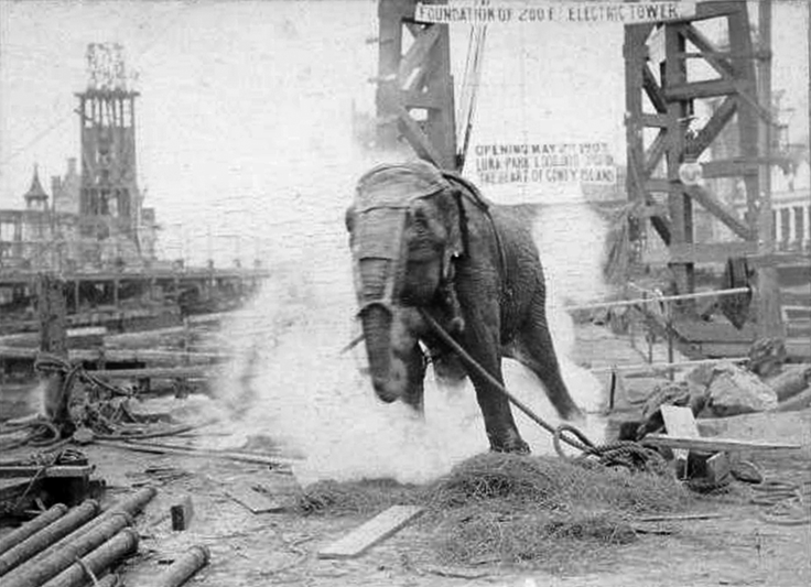 65 Extraordinary Elephant Facts