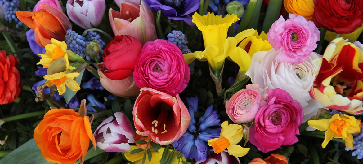 23 Fabulous and Fun Flower Facts