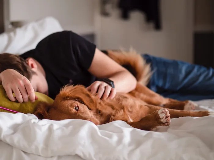 51 BEST Tips Why Does My Dog Sleep Under My Bed (Facts)
