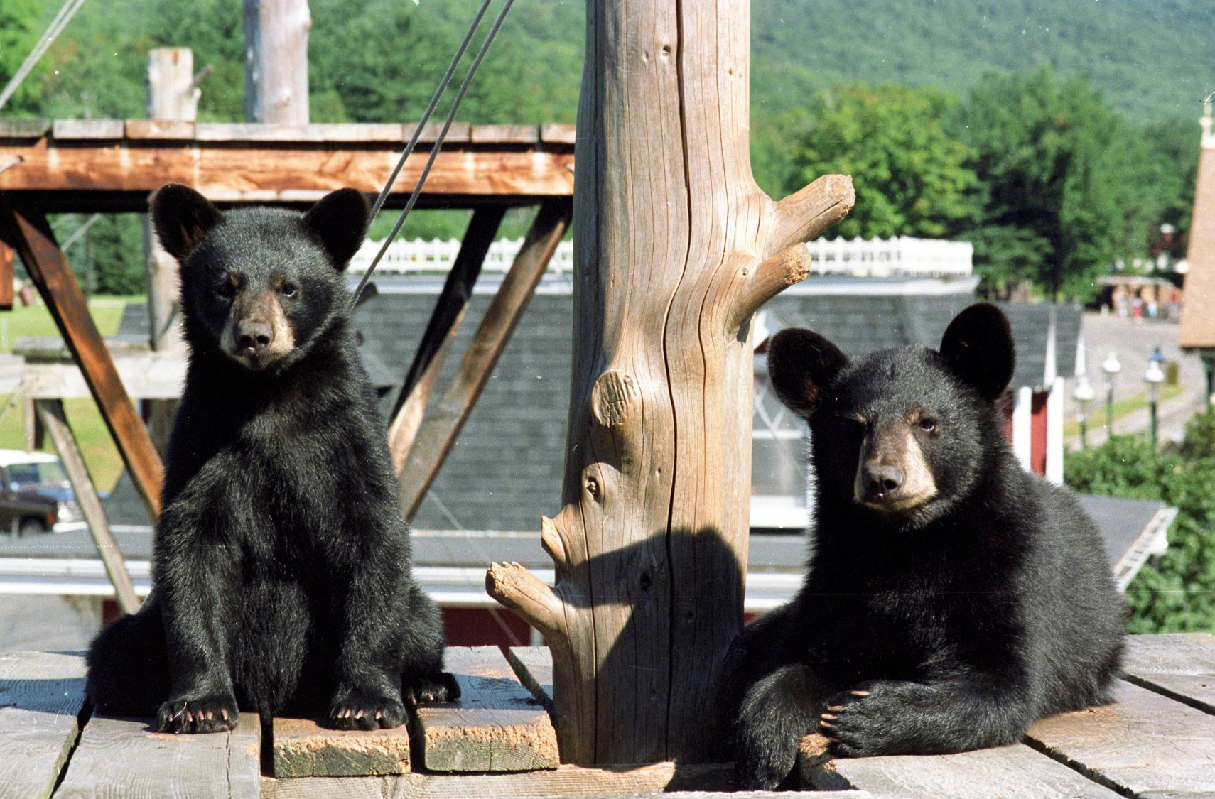 Family Fun at Clark's Bears Western White Mountain Chamber