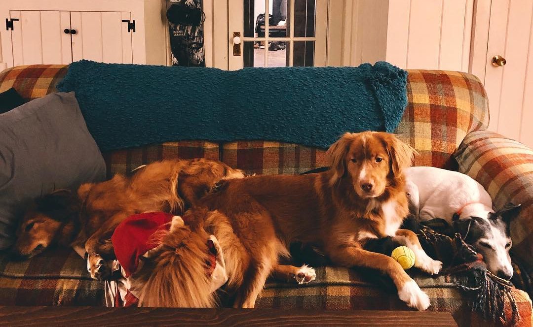 Scenic New Hampshire PetFriendly Travel in the Western White Mountains