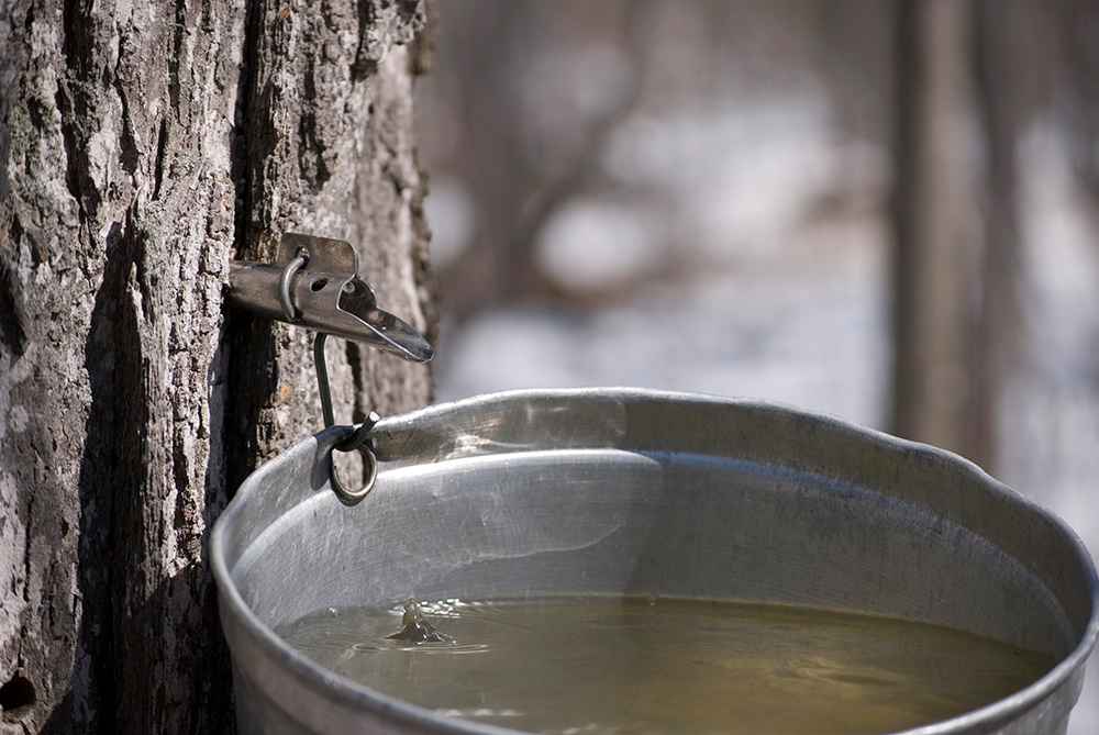 How to Tap Maple Trees Blain's Farm & Fleet Blog