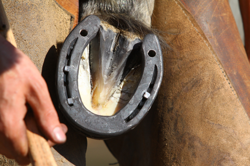 How to Remove a Horseshoe Blain's Farm & Fleet Blog