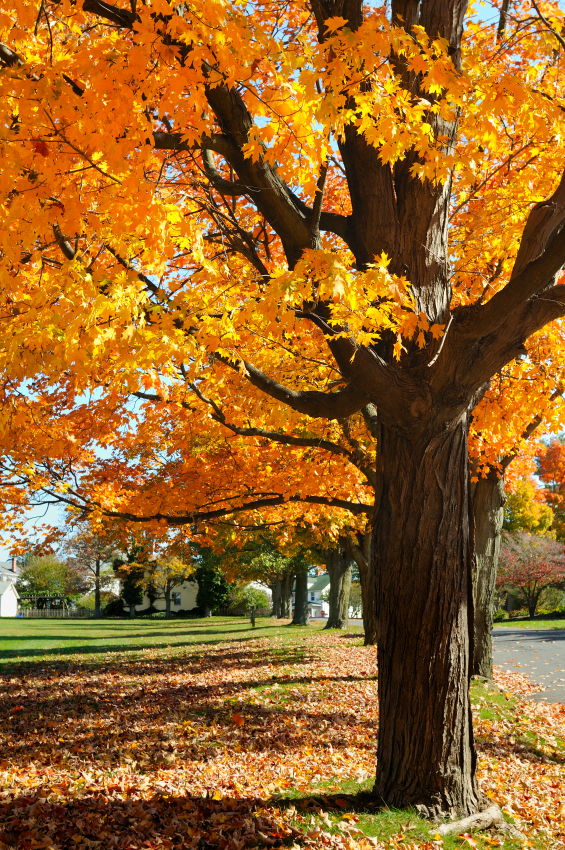 Maple Tree Identification & Mapping Blain's Farm & Fleet Blog