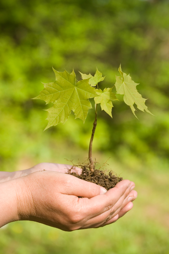 Planting Maple Trees Blain's Farm & Fleet Blog