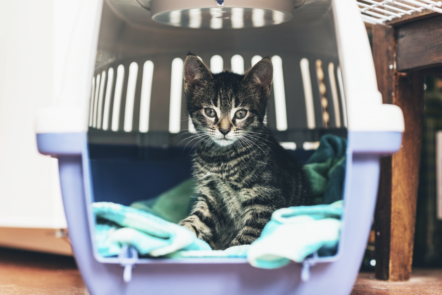How To Travel With My Cat In The Car at andrewmkang blog