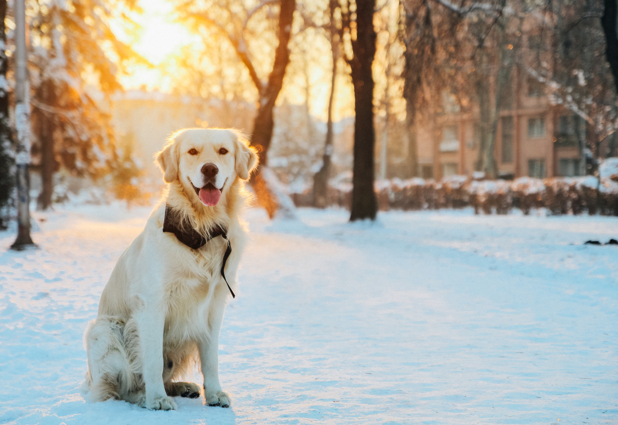Dog Grooming Tips for Winter Blain's Farm & Fleet Blog