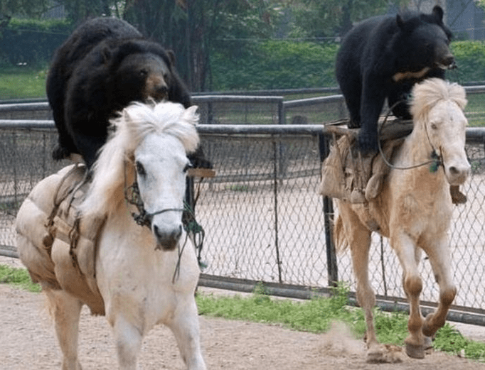 Bears riding White Horses Faxo