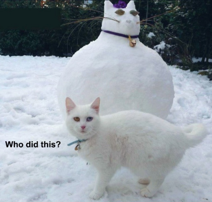 White Cat Snowman. Who Did This? Funny Faxo