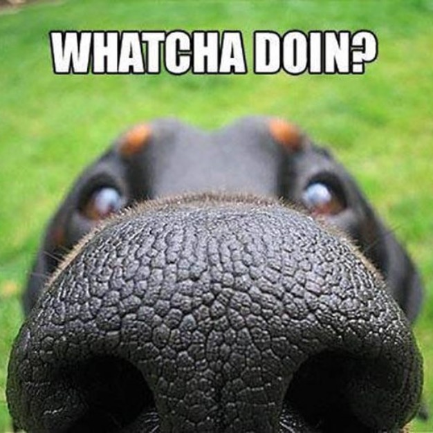 Whatcha Doin? Funny Faxo