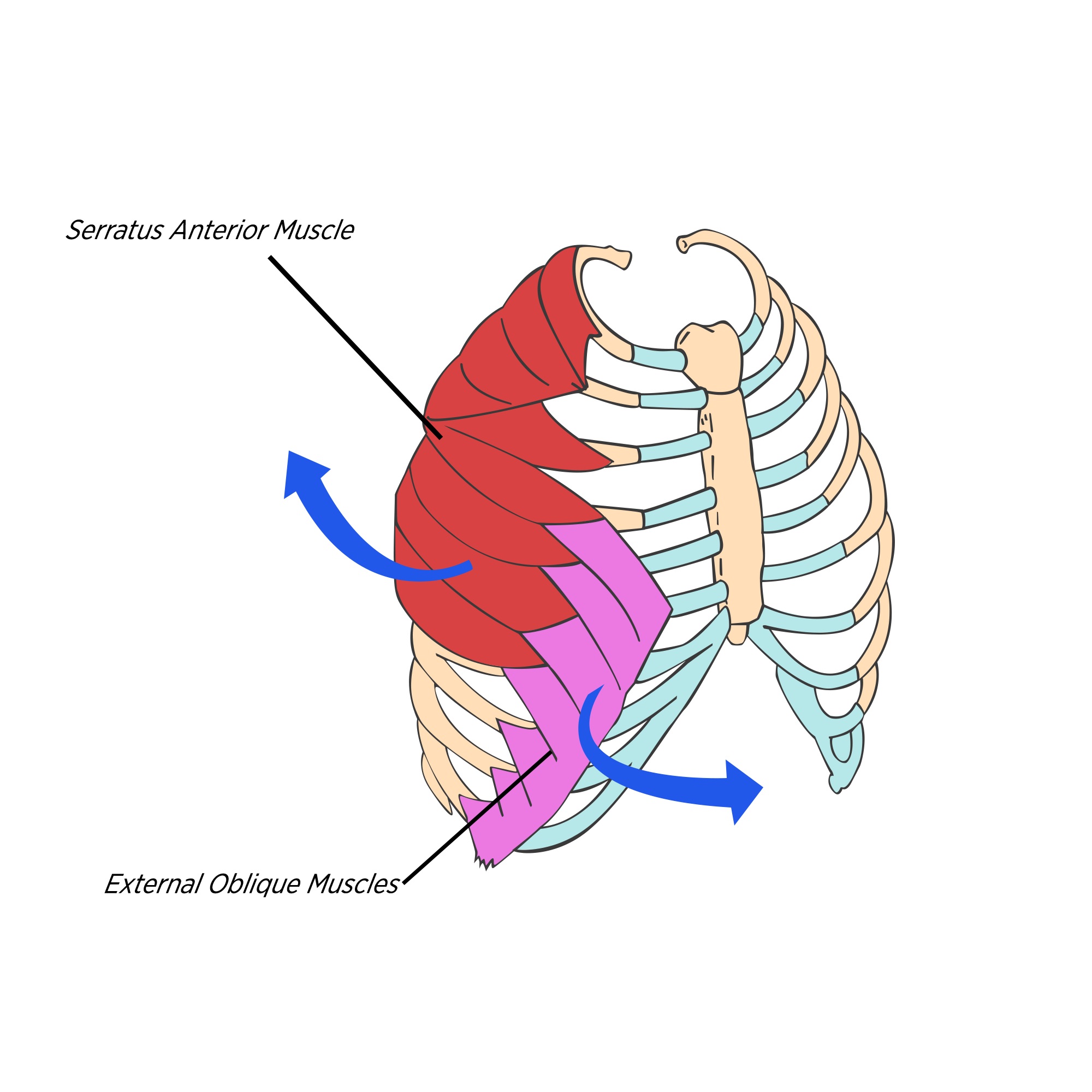 Sports Injury Bulletin Anatomy Row, row, row the boat the
