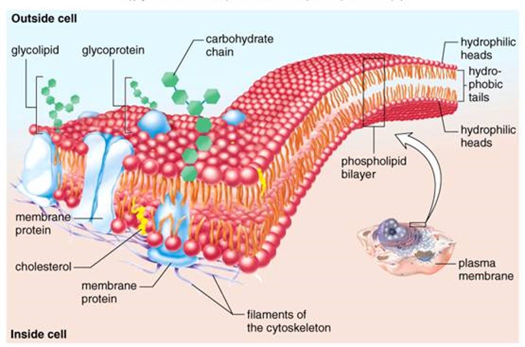 Cell Structure Part 3 Concept Review John Lundy Library Formative