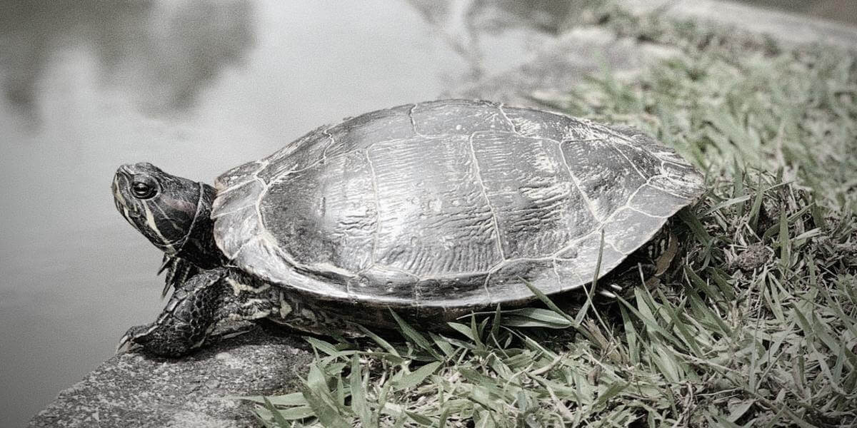 Tout savoir sur la tortue pelomedusa Le blog de la ferme