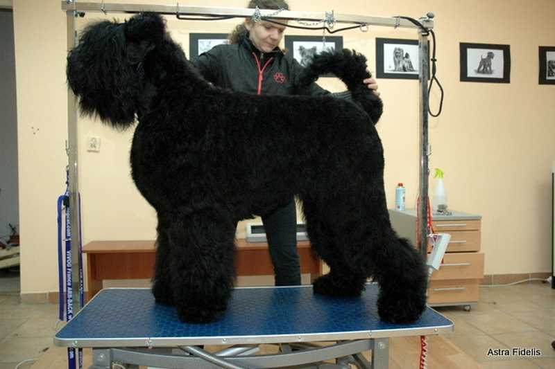 Black Russian Terrier Shedding A Lot