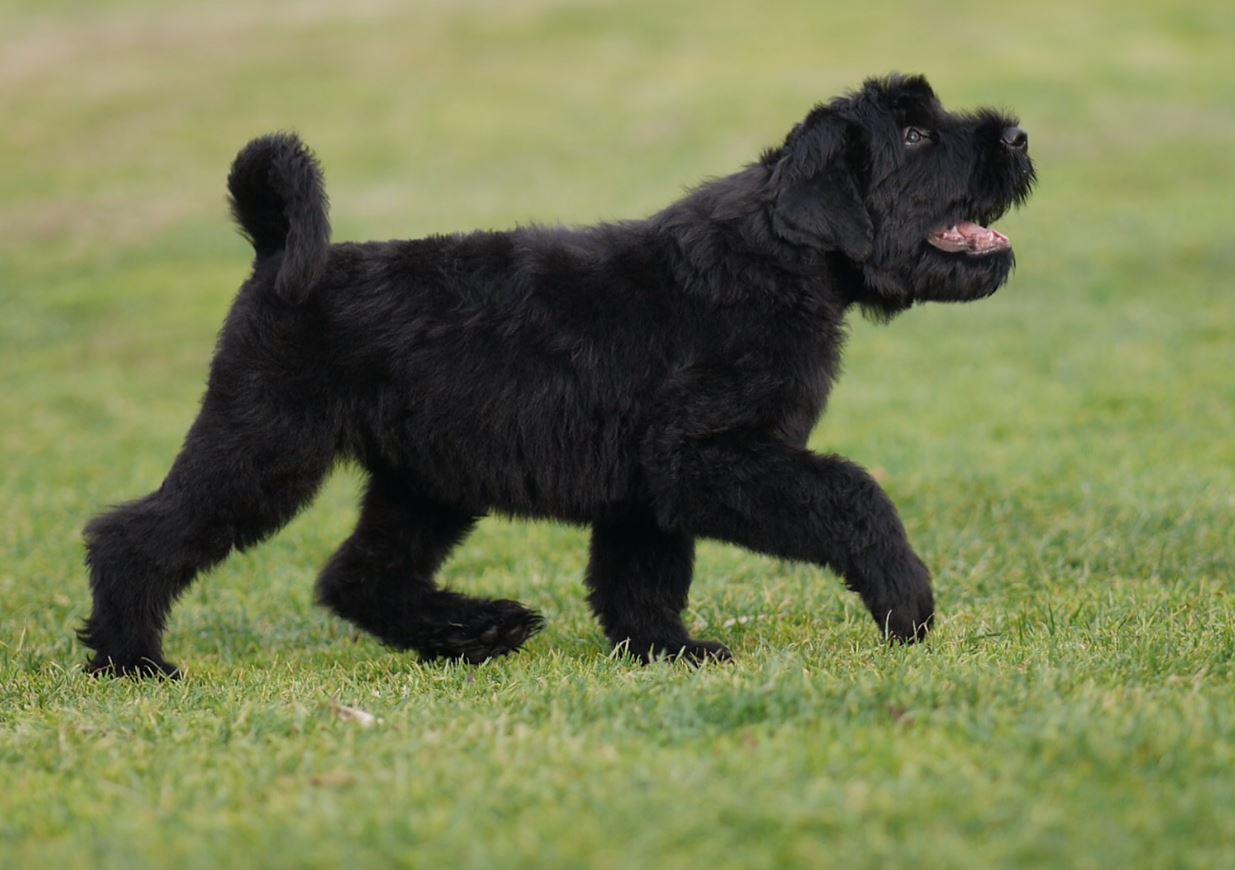 Black Russian Terrier puppies