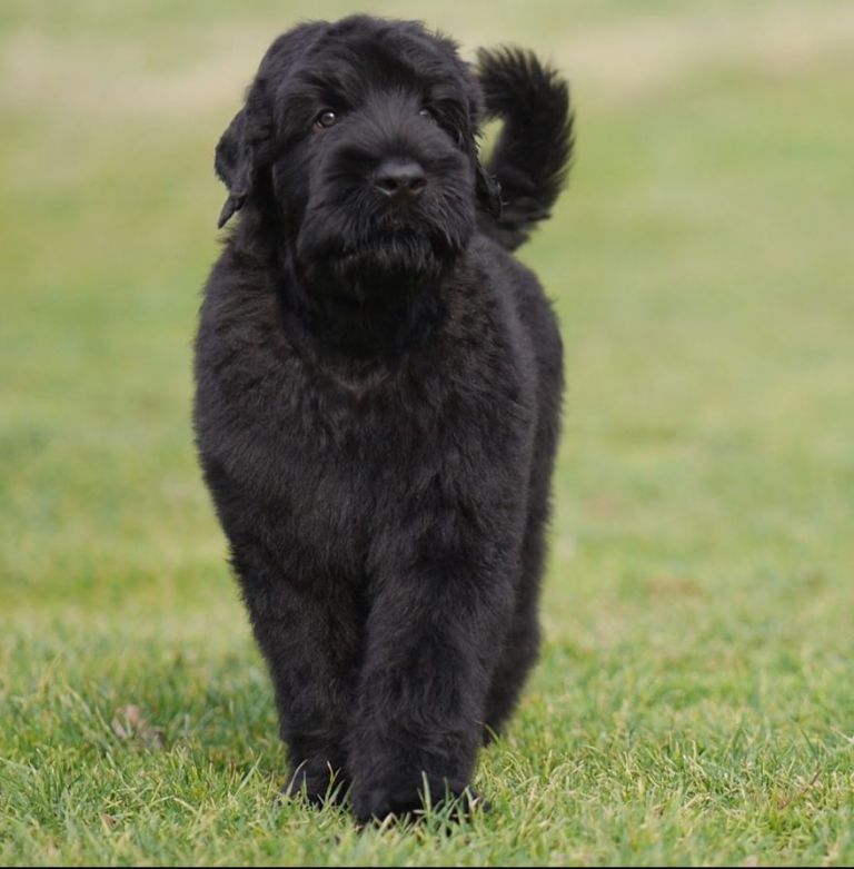 Black Russian Terrier puppies